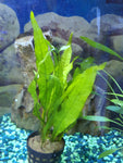 Microsorum pteropus (Java Fern)